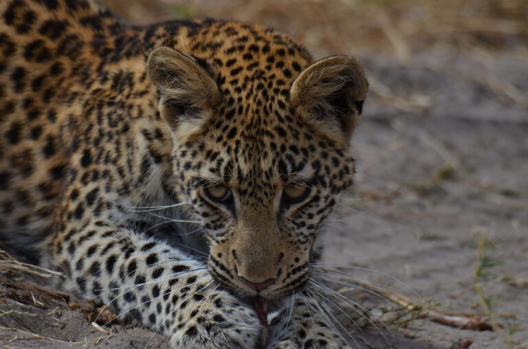 leopard juvenile